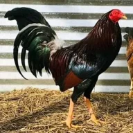 Bigbonnet